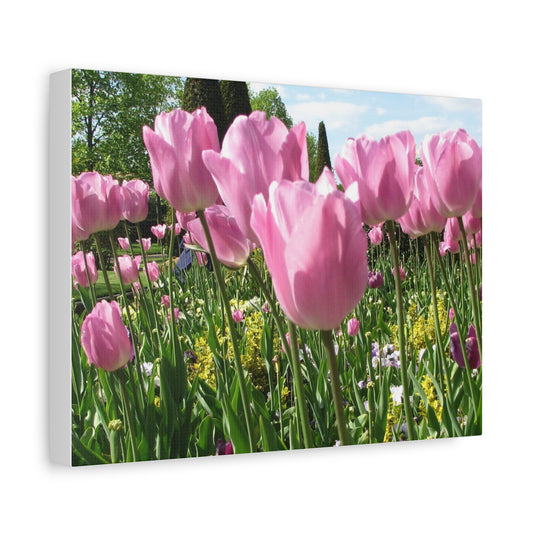 Pink Tulip Canvas Art Print - Vibrant Floral Wall Decor