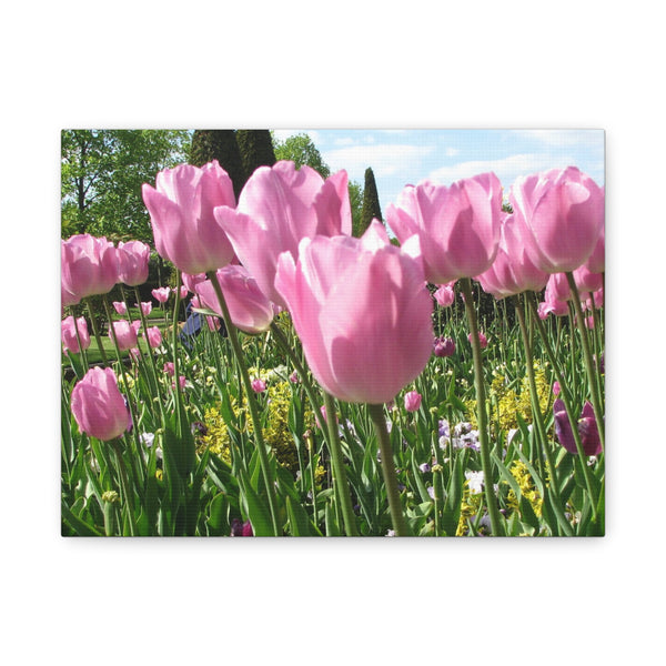 Pink Tulip Canvas Art Print - Vibrant Floral Wall Decor